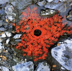 Andy Goldsworthy 6