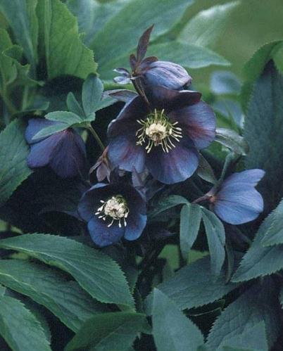 Hellebore