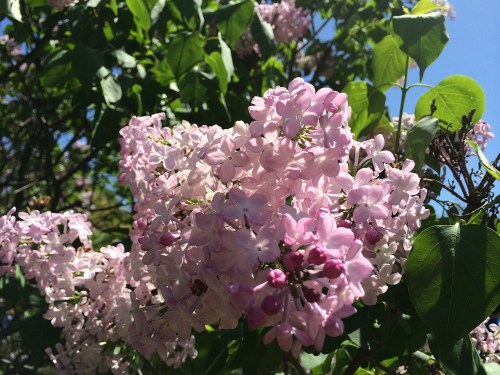 Lilacs 1