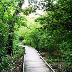 Path Through the Woods