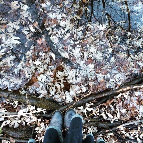 Dora in the Forest 2