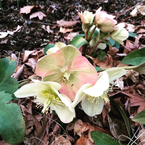 Hellebores in the Park